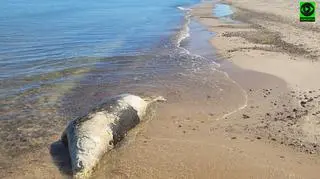 Martwa foka na plaży w Gąskach