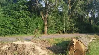 Padło ponad 300 drzew
