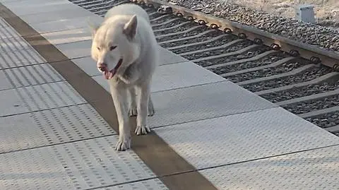 Leon rano sam wsiadł do pociągu, wysiadł na następnej stacji i pojechał w przeciwnym kierunku. Znaleźli go