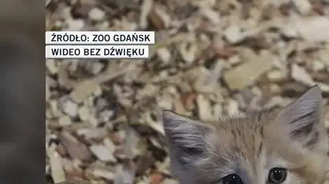 ZOO Gdańsk