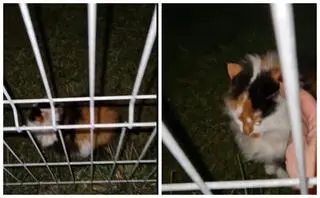 Kot był przywiązany łańcuchem do płota