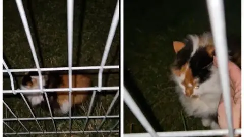 Kot był przywiązany łańcuchem do płota