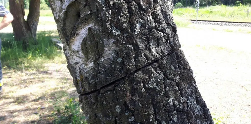 Podcięte drzewa w Kolanie