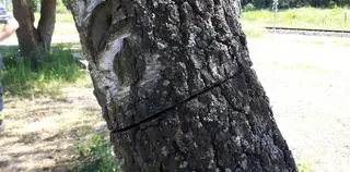 Podcięte drzewa w Kolanie