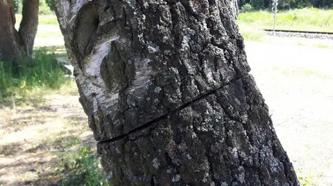 Podcięte drzewa w Kolanie