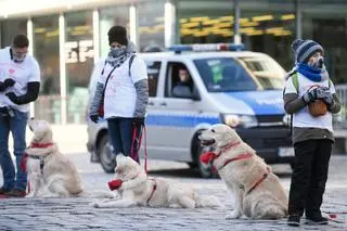  Właściciele psów rasy golden retriever kwestują w Poznaniu podczas 29. Finału WOŚP