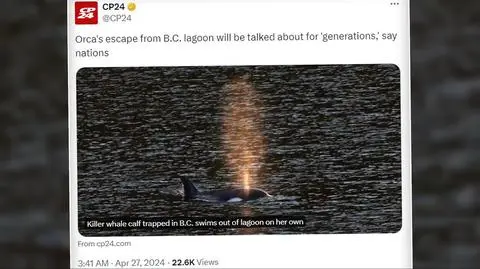 W zatoce była uwięziona od miesiąca. Młoda orka wypłynęła na otwarte wody Pacyfiku