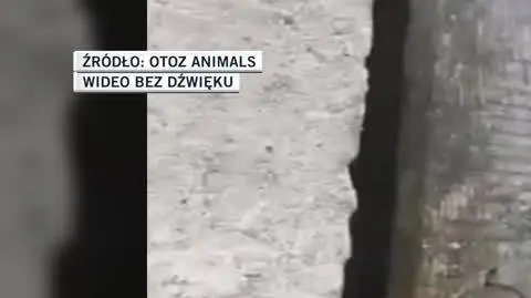OTOZ Animals