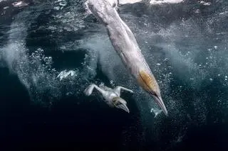 Henley Spiers, drugie miejsce w konkursie Ocean Photographer of the Year 2021