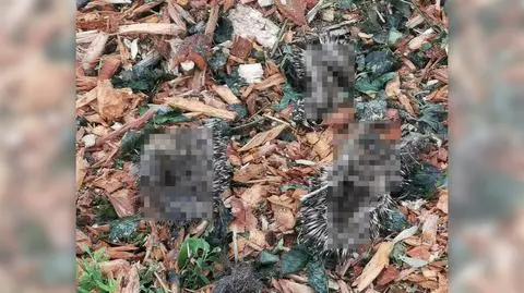 Truchła jeży na budowie linii tramwajowej. Zdaniem policji to prowokacja