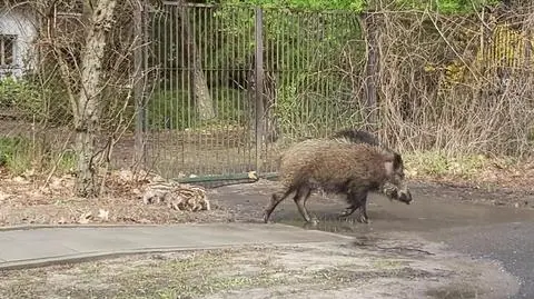 Locha z małymi na jezdni. "Często w tym rejonie widzę dziki, lisy, sarny, a nawet łosie"
