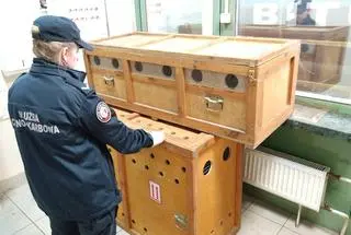Funkcjonariusze KAS przewieźli je do ośrodka rehabilitacji zwierząt, gdzie pozostaną do czasu decyzji sądu