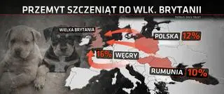 Przemyt szczeniąt do Wielkiej Brytanii