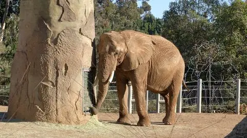 Mężczyzna aresztowany po tym, jak z dwuletnią córką wtargnął na wybieg dla słoni