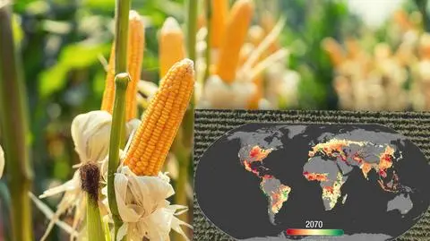 Te zboża pokazują, co nas czeka. NASA bada wpływ zmiany klimatu na uprawy