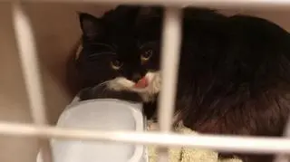 Kot wrócił do rodziny 