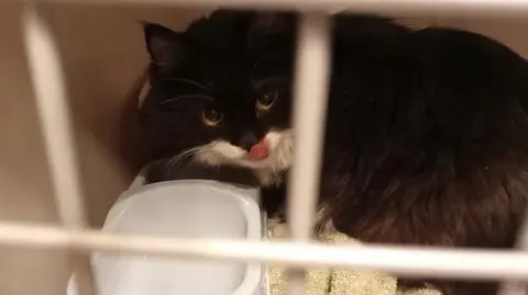 Uciekli z Ukrainy, w Krakowie zaginął ich kot. Odnaleźli go wolontariusze, jest już w Niemczech