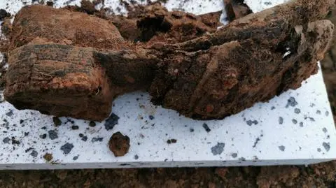 Wykopali szkielet, obok leżały saperka, amunicja i sztućce