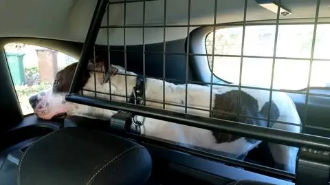 Proszenie. Amstaff biegał bez opieki po ulicach, wbiegł do autobusu z dziećmi