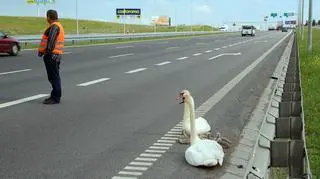 Drogowcy dostali zgłoszenie o Łabędziach ok