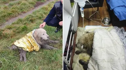 Pies został uratowany z brzegu Odry. Był w stanie hipotermii
