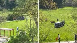 Okładali cielaka łopatą i widłami, rozjeżdżali samochodem terenowym