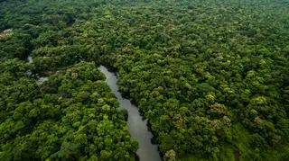 Las w Amazonii, Brazylia