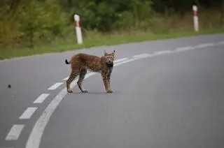 Azjatka szuka swojego kociaka w okolicy drogi