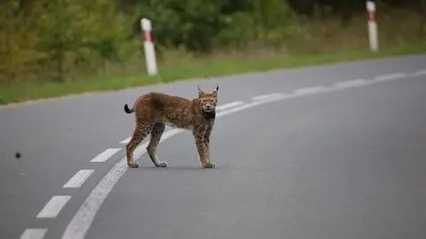 Azjatka szuka swojego kociaka w okolicy drogi