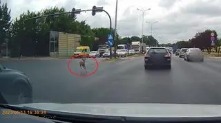 Na skrzyżowanie wbiegła sarna i wpadła na dwa samochody