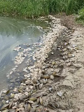 Obumarłe szczeżuje wypłynęły masowo na plażę 