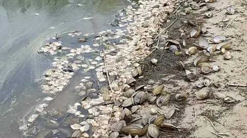 Obumarłe szczeżuje wypłynęły masowo na plażę 