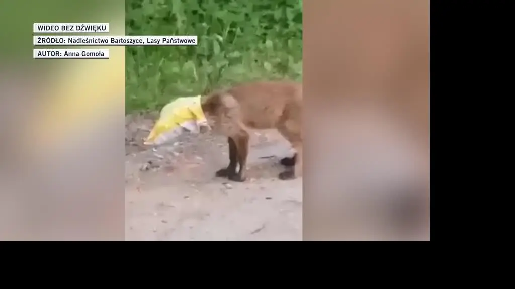 lasy bartoszyce dla Marty