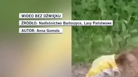 lasy bartoszyce dla Marty