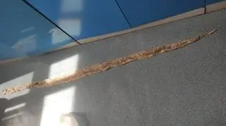 
Wylinka węża boa na osiedlu w Piotrkowie Trybunalskim
