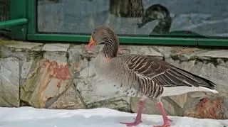 Gęś we wrocławskim zoo