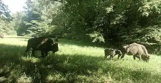 W tym roku na świat przyszły dwa żubrzątka