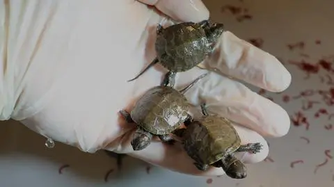 Na uniwersytecie wykluły się żółwie. Tak przebiły skorupkę. Nagranie