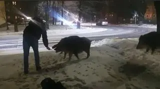 Dziki były dokarmiane w centrum Jaworzna