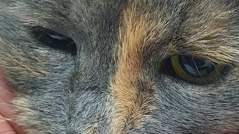 "Zauważył kota, wycelował i strzelił". Zwierzę uśpiono, 33-latek usłyszał zarzuty