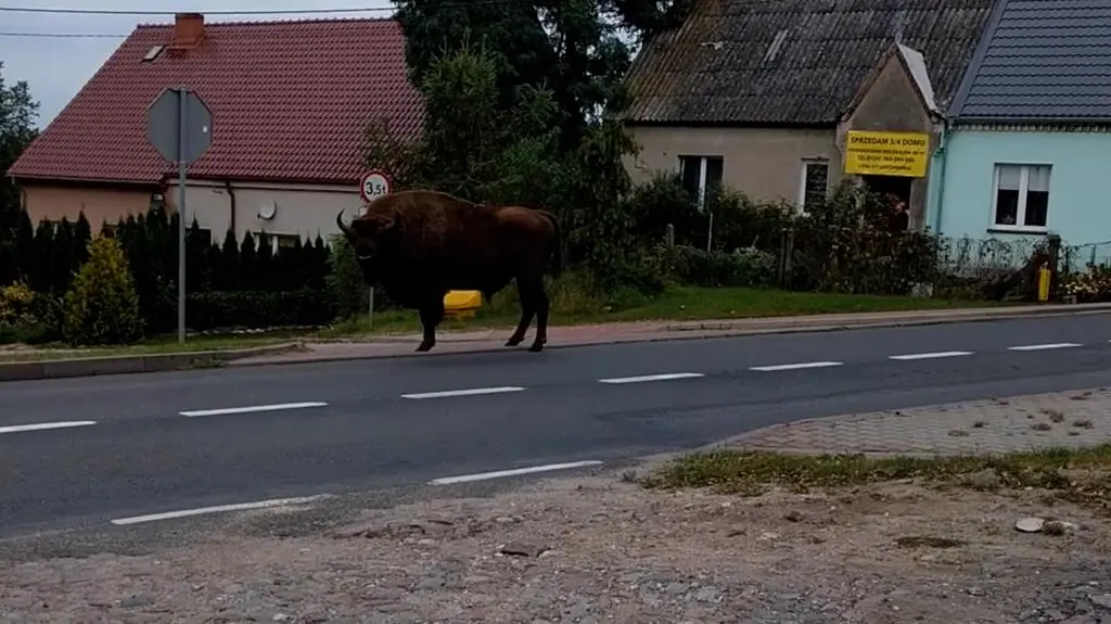 Wielka podróż żubra