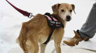 Zimą wiele psów umiera