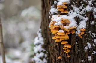Płomiennica zimowa (Flammulina velutipes)