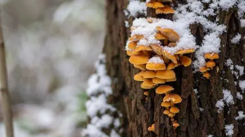 Płomiennica zimowa (Flammulina velutipes)