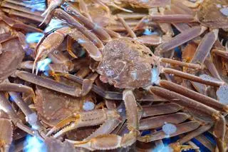 Kraby śnieżne (Chionoecetes opilio) - zdj. przykładowe