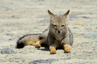 Nibylis argentyński (Lycalopex griseus) - zdj. ilustracyjne