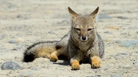 Nibylis argentyński (Lycalopex griseus) - zdj. ilustracyjne