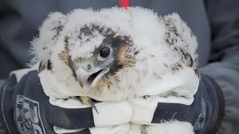 W Polkowicach zagnieździły się sokoły 