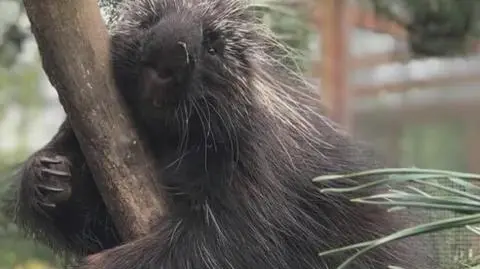 Plastikowe repliki zastąpiły pingwiny w angielskim zoo