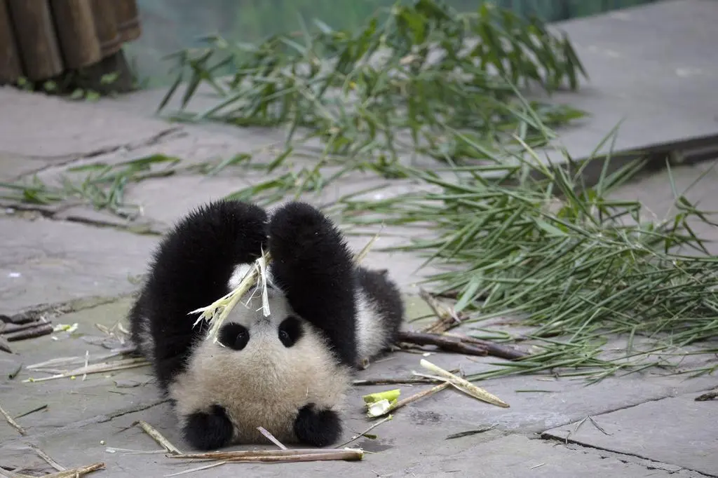 Panda w rezerwacie w Ya’an
